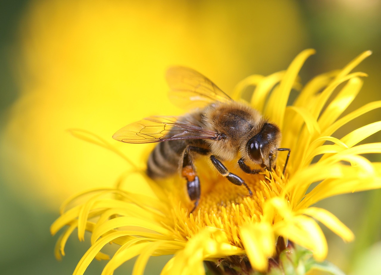 honey-bee-8320764_1280